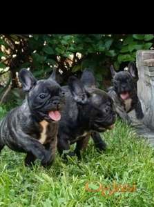 Francuski buldog